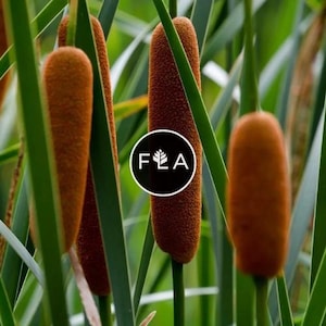 BUY 2 GET 1 FREE Cattail! (Typha latifolia)-Live Aquatic Marginal Starter Plant for Water Gardens, Ponds and Aquascapes