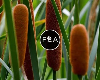 BUY 2 GET 1 FREE Cattail! (Typha latifolia)-Live Aquatic Marginal Starter Plant for Water Gardens, Ponds and Aquascapes