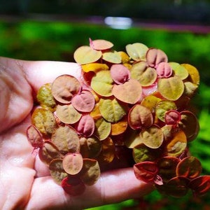 This plant helps improve water quality by absorbing excess nutrients and pollutants. Red Root Floater's dense growth acts as a natural filter, contributing to a healthier and clearer aquatic environment.