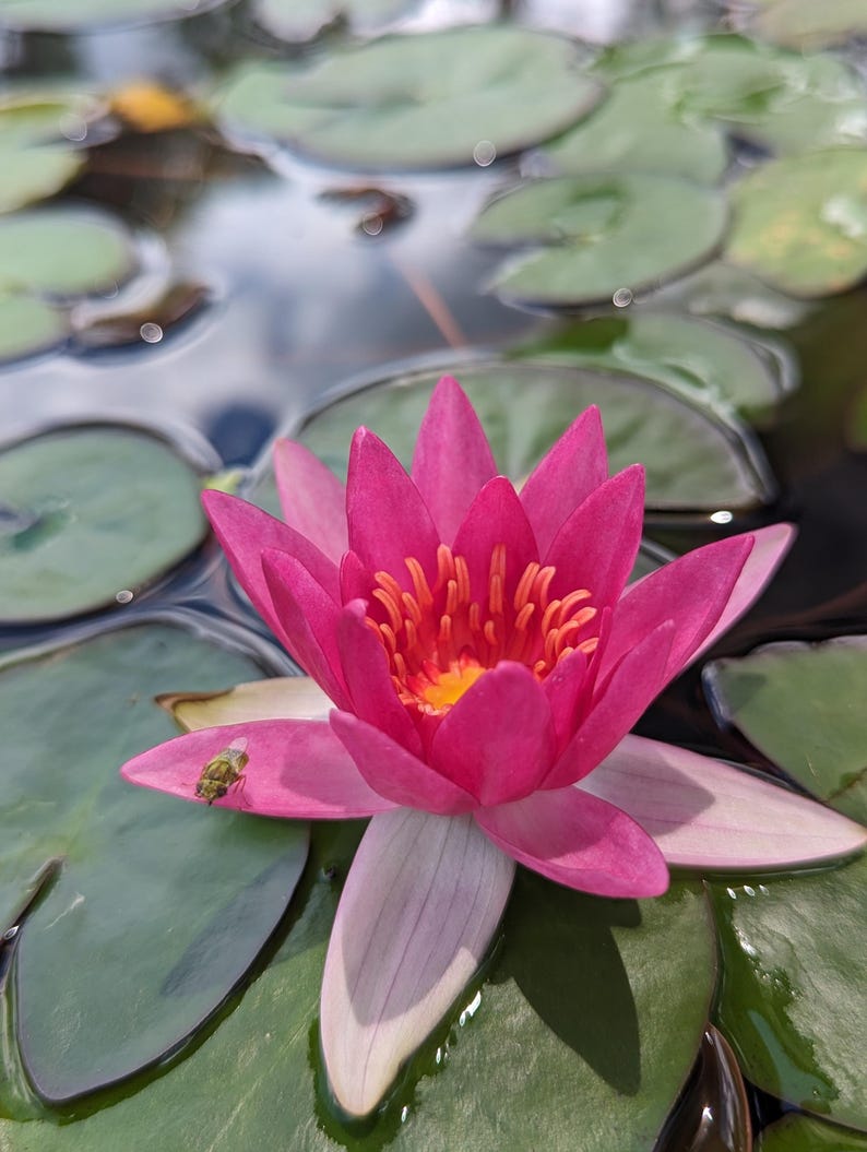 Florida Aquascaping Nymphaea Water Lily - Thumbnail 4