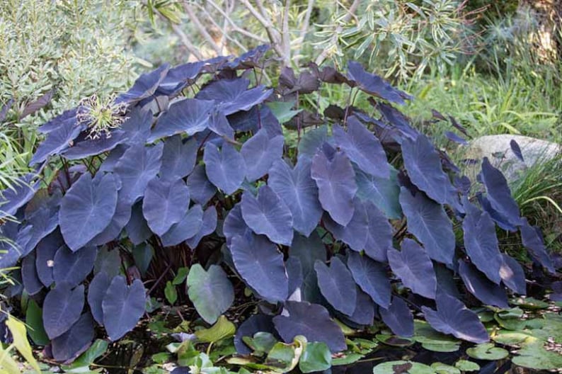 This plant prefers full sun to partial shade and flourishes in consistently moist or even waterlogged soils. It’s ideal for growing near ponds, water gardens, or in large containers with plenty of water access.