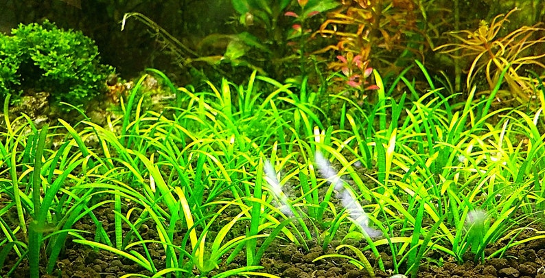 BUY 2 GET 1 FREE Dwarf Sagittaria Sagittaria Subulata, Narrow-leaved arrowheadEasy Live Aquarium Pond Aquatic Plant image 5