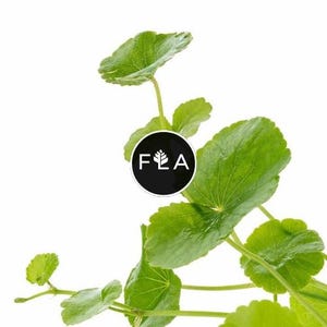 BUY 2 GET 1 FREE Brazilian Pennywort (Hydrocotyle Leucocephala)-Easy Live Aquarium Pond Aquatic Plant