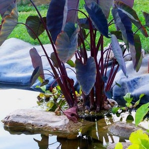 BUY 2 GET 1 FREE Taro 'Black Magic'! (Colocasia esculenta)-Live Aquatic Marginal Starter Plant for Water Gardens, Ponds and Aquascapes
