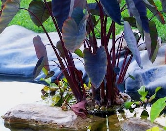 BUY 2 GET 1 FREE Taro 'Black Magic'! (Colocasia esculenta)-Live Aquatic Marginal Starter Plant for Water Gardens, Ponds and Aquascapes