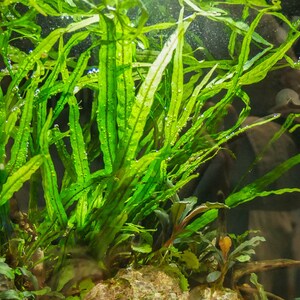 BUY 2 GET 1 FREE Java Fern 'Narrow Leaf' Microsorum Pteropus NarrowEasy Live Aquarium Pond Aquatic Plant image 3