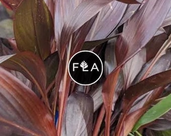 canna出品 Canna African Sunset Plant: Variegated Foliage, Orange Flowers - Etsy