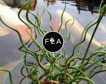 BUY 2 GET 1 FREE Corkscrew Rush! (Juncus Effusus Spiralis)-Live Aquatic Marginal Starter Plant for Water Gardens, Ponds and Aquascapes