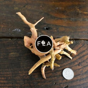 Small Spiderwood! (8-10 inches) - For Aquarium/Terrarium/Reptile/Plant Succulent Cacti Substrate Habitat Decor