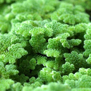 BUY 2 GET 1 FREE Large Portion Azolla Filiculoides Fairy Moss, Mosquito FernEasy Live Aquarium Pond Aquatic Plant image 6