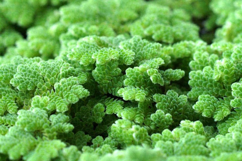 BUY 2 GET 1 FREE Large Portion Azolla Filiculoides Fairy Moss, Mosquito FernEasy Live Aquarium Pond Aquatic Plant image 6