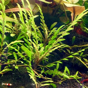 BUY 2 GET 1 FREE Hygrophila Pinnatifida-Easy Live Aquarium Pond Aquatic Plant image 4