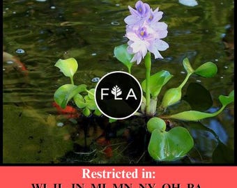 BUY 2 GET 1 FREE Water Hyacinth (Pontederia crassipes)-Easy Live Aquarium Pond Aquatic Plant