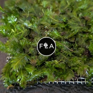 BUY 2 GET 1 FREE Plants on Mats! Fissidens nobilis (Rare Aquatic Moss) on Weighted Mat-Easy Live Aquarium Pond Aquatic Plant