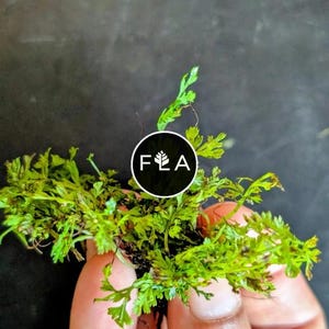 BUY 2 GET 1 FREE Bolbitis Mini - Easy Live Aquarium Pond Aquatic Plant