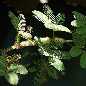May include: A close-up of a green plant with delicate fern-like leaves growing in a pond. The leaves are reflected in the dark water.