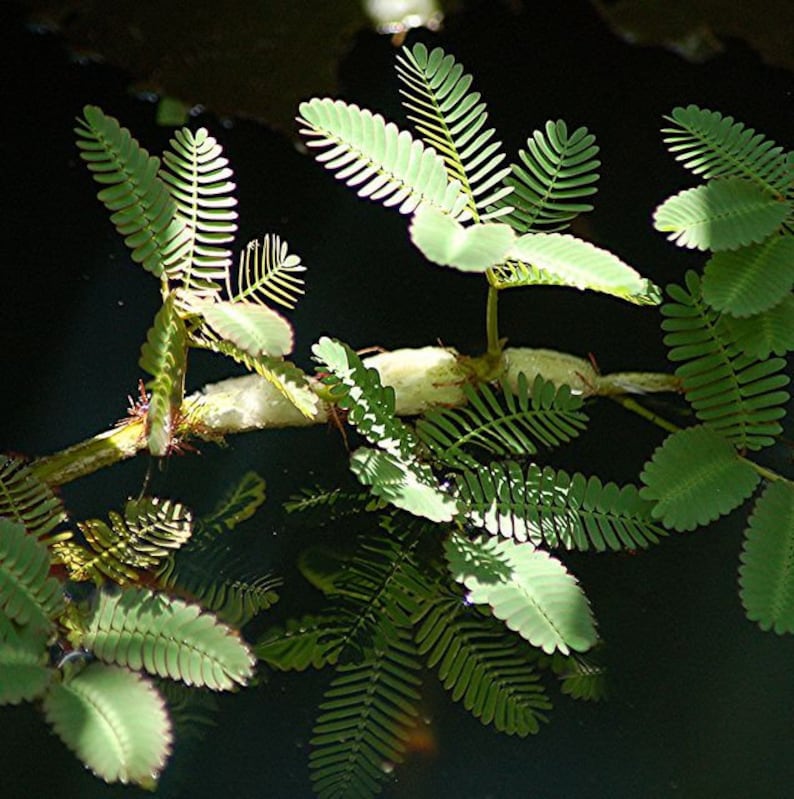 May include: A close-up of a green plant with delicate fern-like leaves growing in a pond. The leaves are reflected in the dark water.