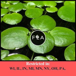 BUY 2 GET 1 FREE Amazon Frogbit (Limnobium Laevigatum)-Easy Live Aquarium Pond Aquatic Plant