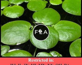 BUY 2 GET 1 FREE Amazon Frogbit (Limnobium Laevigatum)-Easy Live Aquarium Pond Aquatic Plant