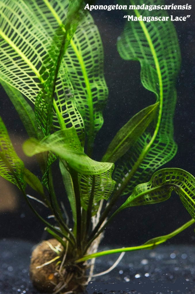 Aquatic Plants — Florida Aquascaping