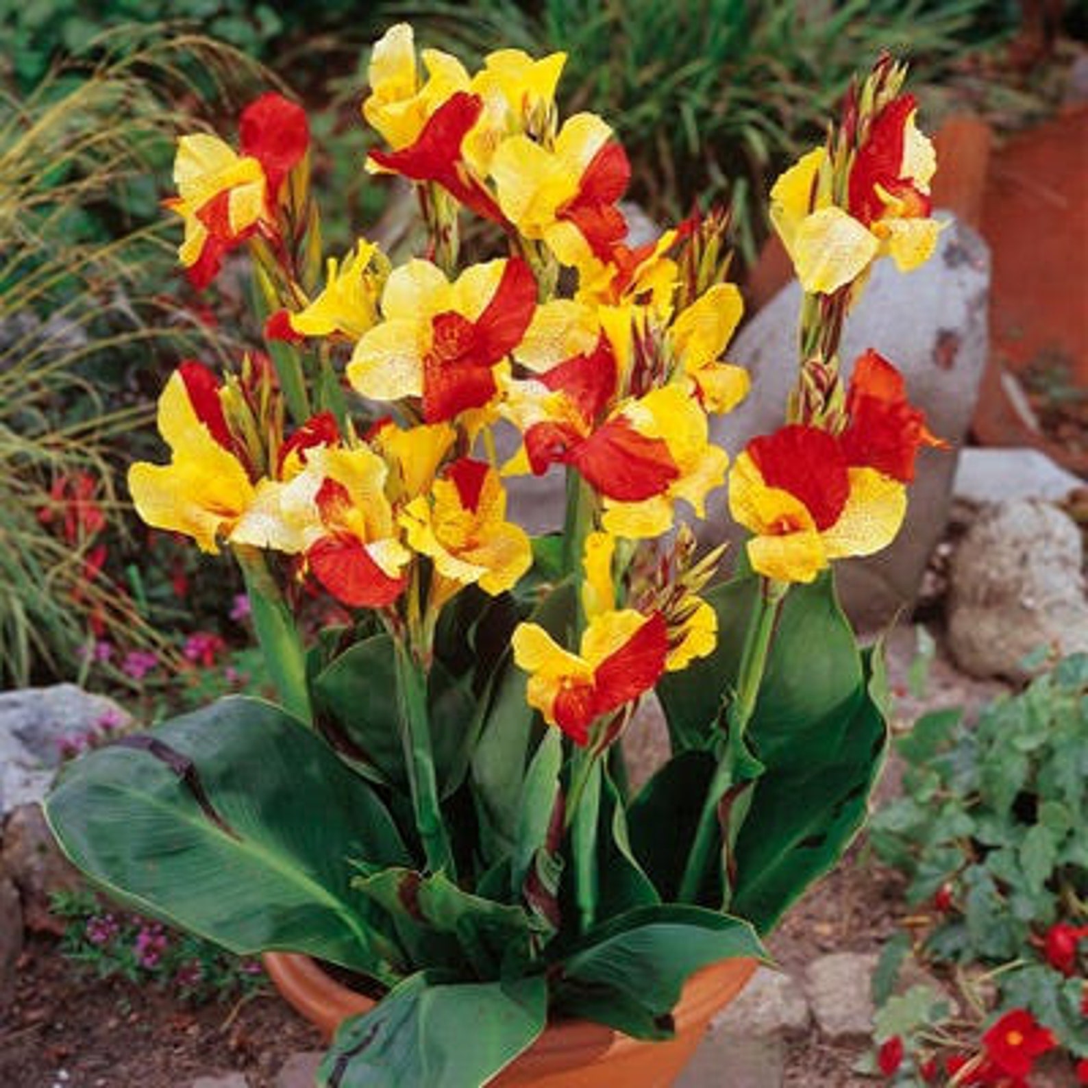 BUY 2 GET 1 FREE Canna Lily 'cleopatra'live Aquatic Etsy