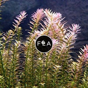 BUY 2 GET 1 FREE Rotala Indica-Easy Live Aquarium Pond Aquatic Plant