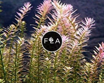 BUY 2 GET 1 FREE Rotala Indica-Easy Live Aquarium Pond Aquatic Plant