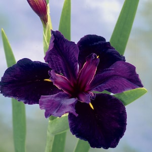 Iris 'Black Gamecock' (Louisiana Iris) offers a long blooming period, typically from late spring to early summer. Its enduring flowers provide continuous beauty and attract pollinators like bees and butterflies to your water garden.