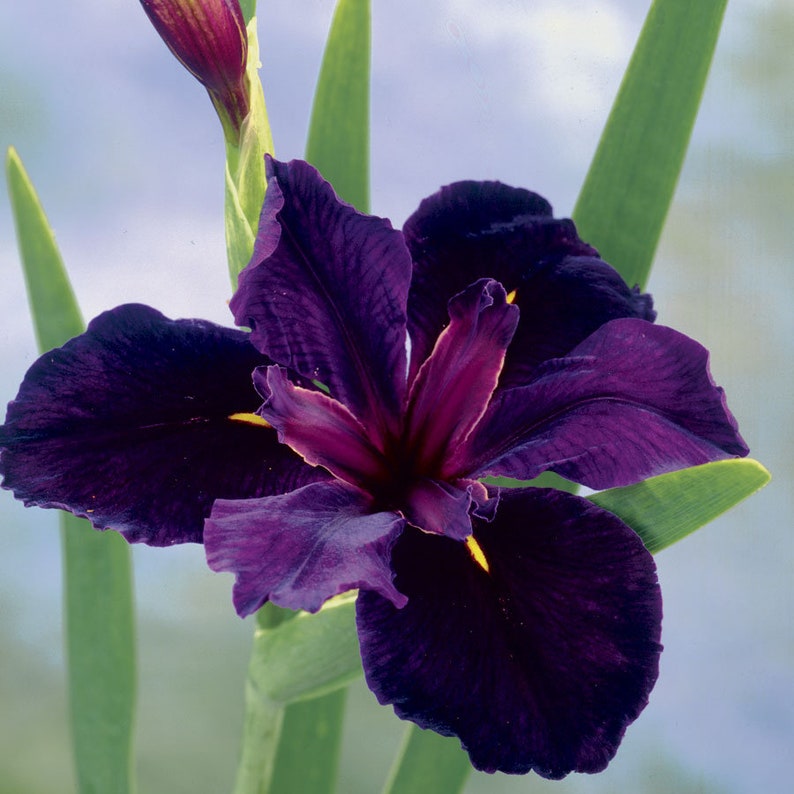 Iris 'Black Gamecock' (Louisiana Iris) offers a long blooming period, typically from late spring to early summer. Its enduring flowers provide continuous beauty and attract pollinators like bees and butterflies to your water garden.