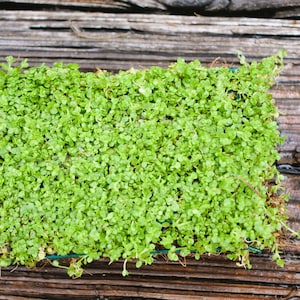 BUY 2 GET 1 FREE Plants on Mats Monte Carlo Micranthemum Tweediei on Weighted Mat-Easy Live Aquarium Pond Aquatic Plant image 3