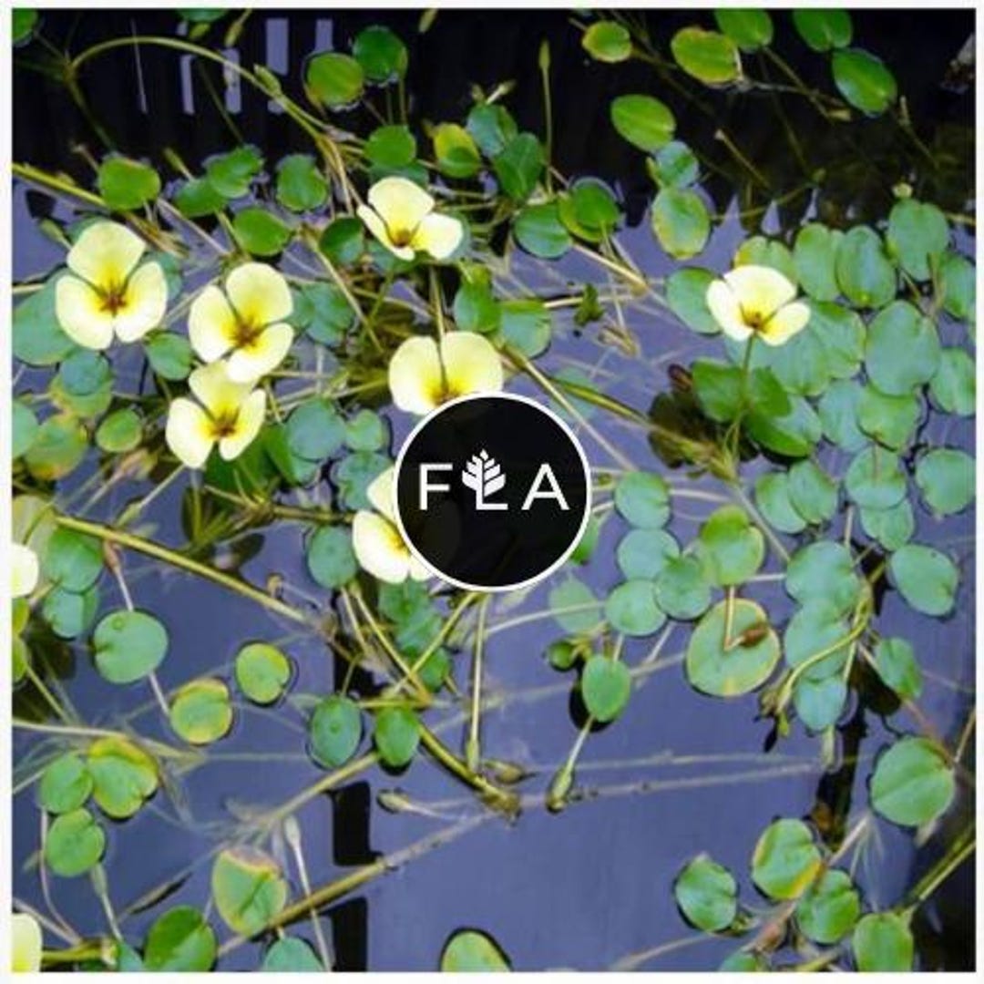 BUY 2 GET 1 FREE Water Poppy (hydrocleys Nymphoides)-easy Live Aquarium  Pond Aquatic Plant - Etsy