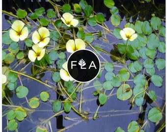 BUY 2 GET 1 FREE Water Poppy (Hydrocleys nymphoides)-Easy Live Aquarium Pond Aquatic Plant
