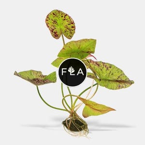 Compre 2 y obtenga 1 gratis Loto tigre (Nymphaea zenkeri): planta acuática fácil de cultivar para estanques y acuarios.