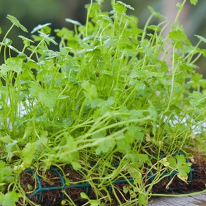 BUY 2 GET 1 FREE Plants on Mats! Hydrocotyle Tripartita sp. Japan on Weighted Mat-Easy Live Aquarium Pond Aquatic Plant