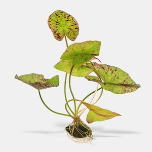 BUY 2 GET 1 FREE Tiger Lotus (Nymphaea zenkeri)-Easy Live Aquarium Pond Aquatic Plant