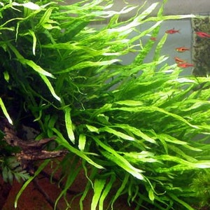 BUY 2 GET 1 FREE Java Fern 'Narrow Leaf' Microsorum Pteropus NarrowEasy Live Aquarium Pond Aquatic Plant image 4