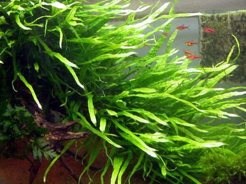 BUY 2 GET 1 FREE Java Fern 'Narrow Leaf' Microsorum Pteropus NarrowEasy Live Aquarium Pond Aquatic Plant image 4