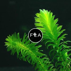 BUY 2 GET 1 FREE Anacharis Elodea-Easy Live Aquarium Pond Aquatic Plant