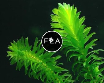 BUY 2 GET 1 FREE Anacharis Elodea-Easy Live Aquarium Pond Aquatic Plant