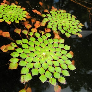 BUY 2 GET 1 FREE Mosaic Plant! (Ludwigia Sedioides)-Easy Live Aquarium Pond Aquatic Plant