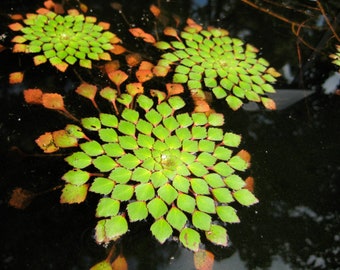 BUY 2 GET 1 FREE Mosaic Plant! (Ludwigia Sedioides)-Easy Live Aquarium Pond Aquatic Plant