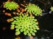 BUY 2 GET 1 FREE Mosaic Plant! (Ludwigia Sedioides) Easy Live Aquarium Pond Aquatic Plant Bundle
