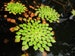 BUY 2 GET 1 FREE Mosaic Plant! (Ludwigia Sedioides) Easy Live Aquarium Pond Aquatic Plant Bundle 