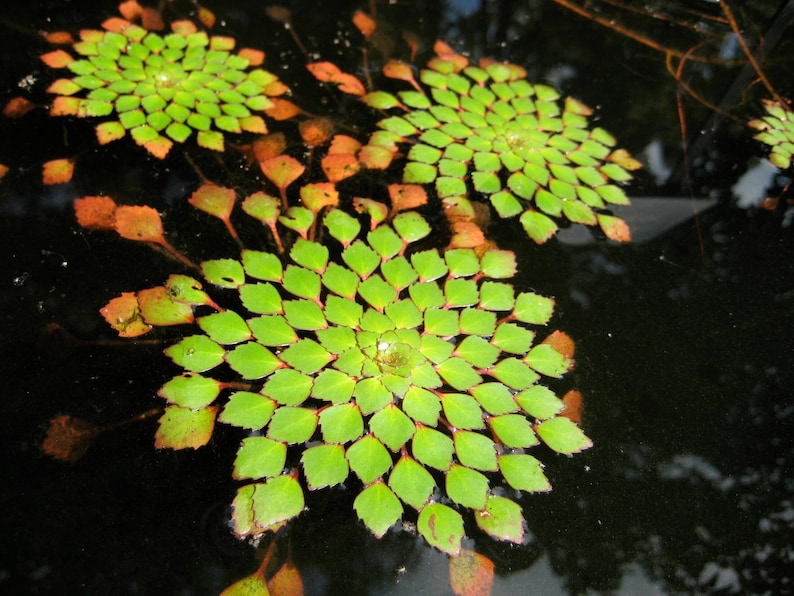 BUY 2 GET 1 FREE Mosaic Plant Ludwigia SedioidesEasy Live Aquarium Pond Aquatic Plant image 1