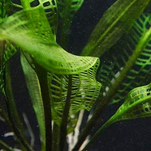 BUY 2 GET 1 FREE Madagascar Lace Plant Aponogeton MadagascariensisEasy Live Aquarium Pond Aquatic Plant image 1