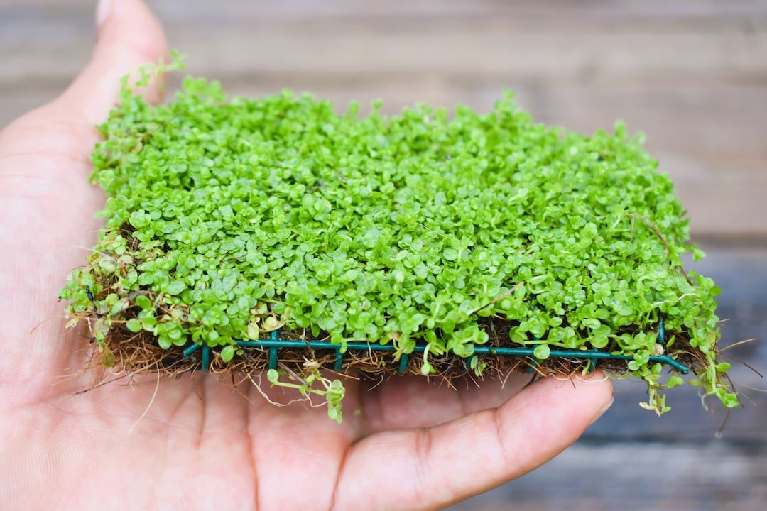 Plants on Mats Monte Carlo micranthemum Tweediei on Weighted Mateasy Live Aquarium Pond Aquatic