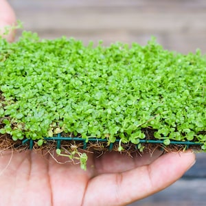 NEW LIVE AQUARIUM PLANT Seeds Fish Tank Water Grass Ground Covering Plants