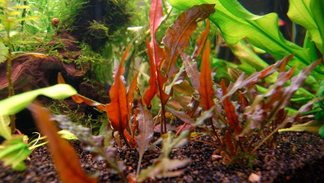BUY 2 GET 1 FREE Cryptocoryne Wendtii 'red'-easy Live Aquarium Pond ...