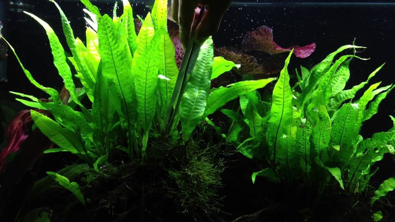 BUY 2 GET 1 FREE Java Fern microsorum Pteropus Easy Live - Etsy