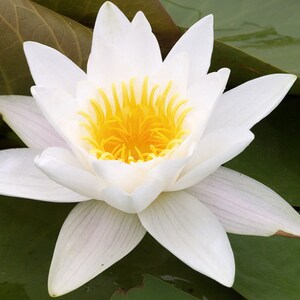 Pu&ograve; includere: Un giglio d'acqua bianco con un centro giallo, che galleggia su un letto di foglie di ninfea verdi.